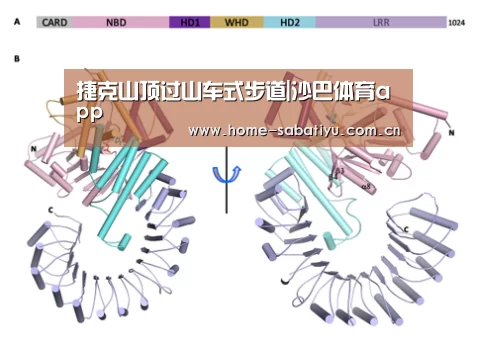 沙巴足球